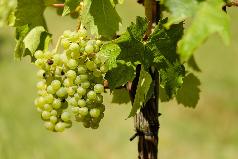 How To Select A Good Wine